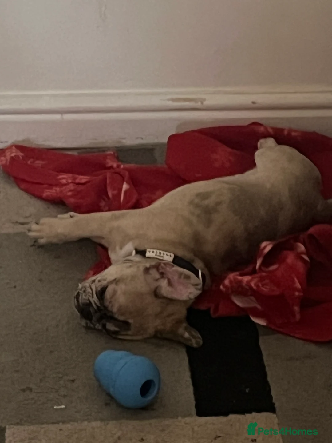 French Bulldog dogs for sale: French bulldog  - Advert 2