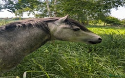 Other Breed horses for sale: Kerry Bog Pony  - Image 3
