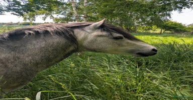 Other Breed horses - Advert 2