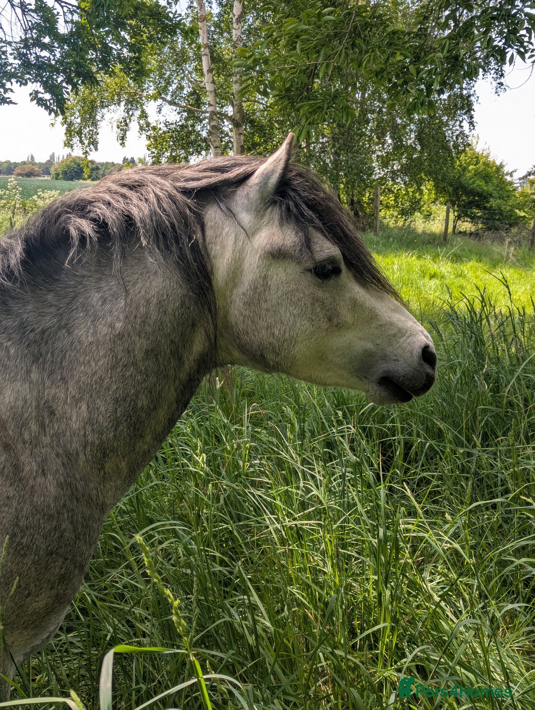 Other Breed horses for sale: Kerry Bog Pony  - Image 3