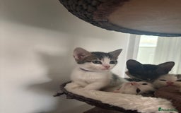 Mixed Breed cats for sale: Beautiful mixed breed kittens - Image 5
