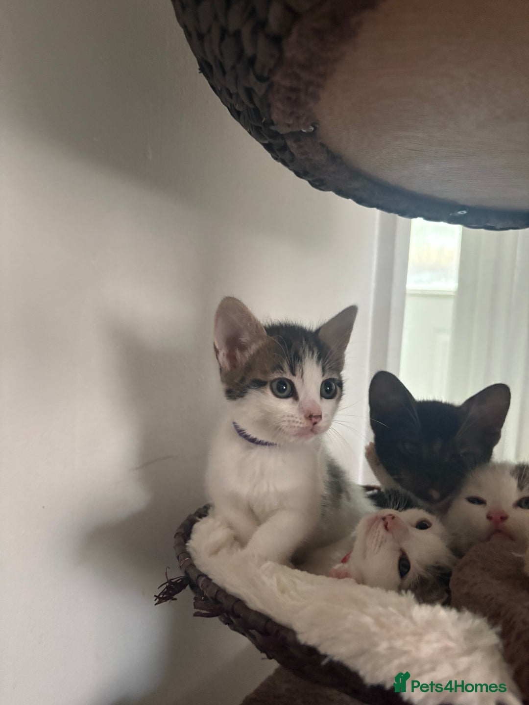Mixed Breed cats for sale: Beautiful mixed breed kittens - Image 5