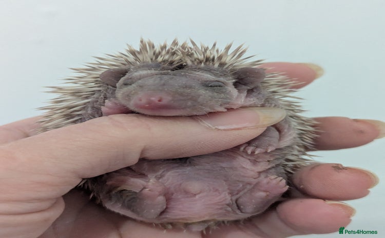 Pygmy Hedgehog rodents - Advert 2