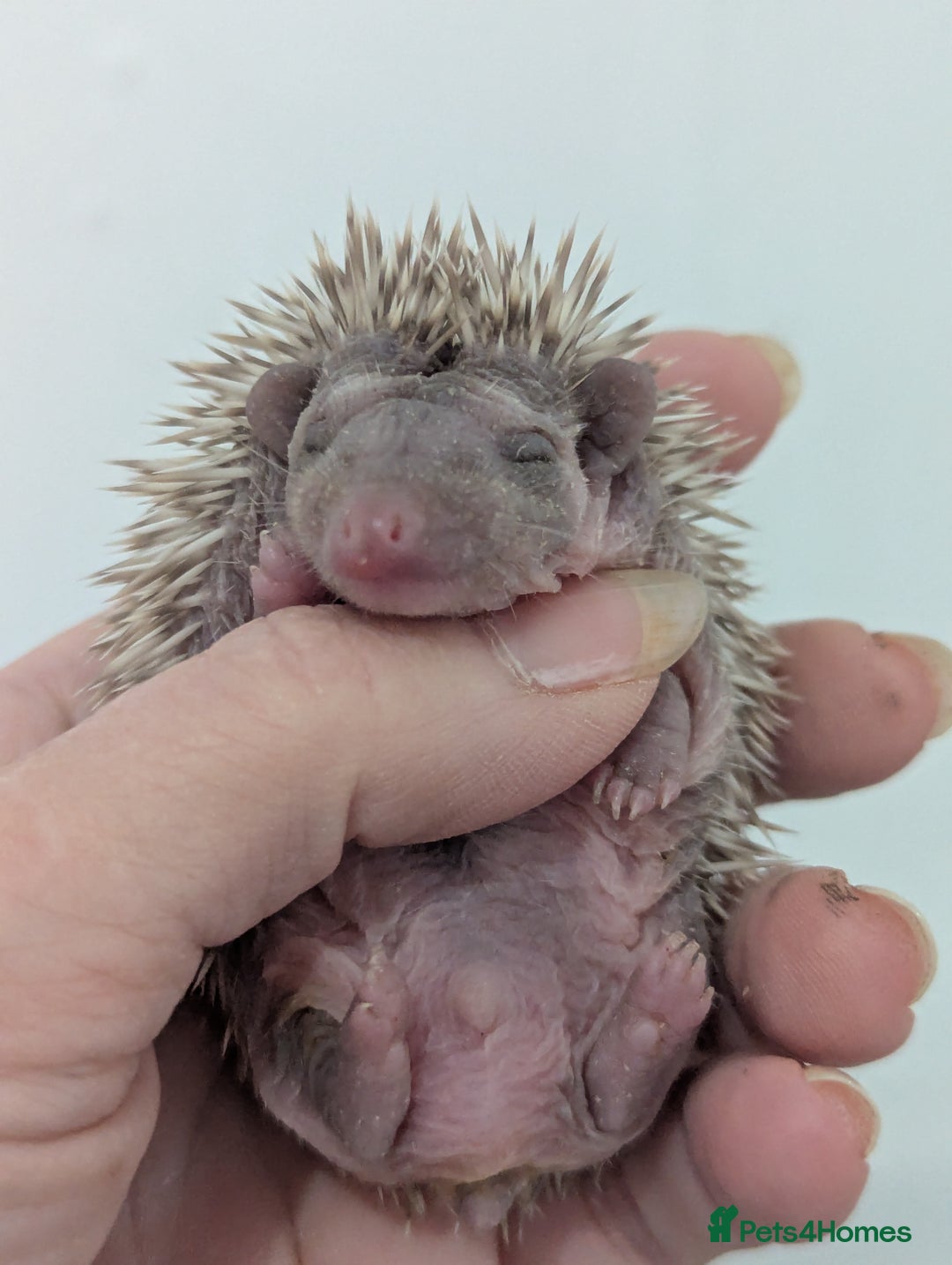 Pygmy Hedgehog rodents for sale: Gorgeous Hoglets Ready to Reserve Now - Image 1
