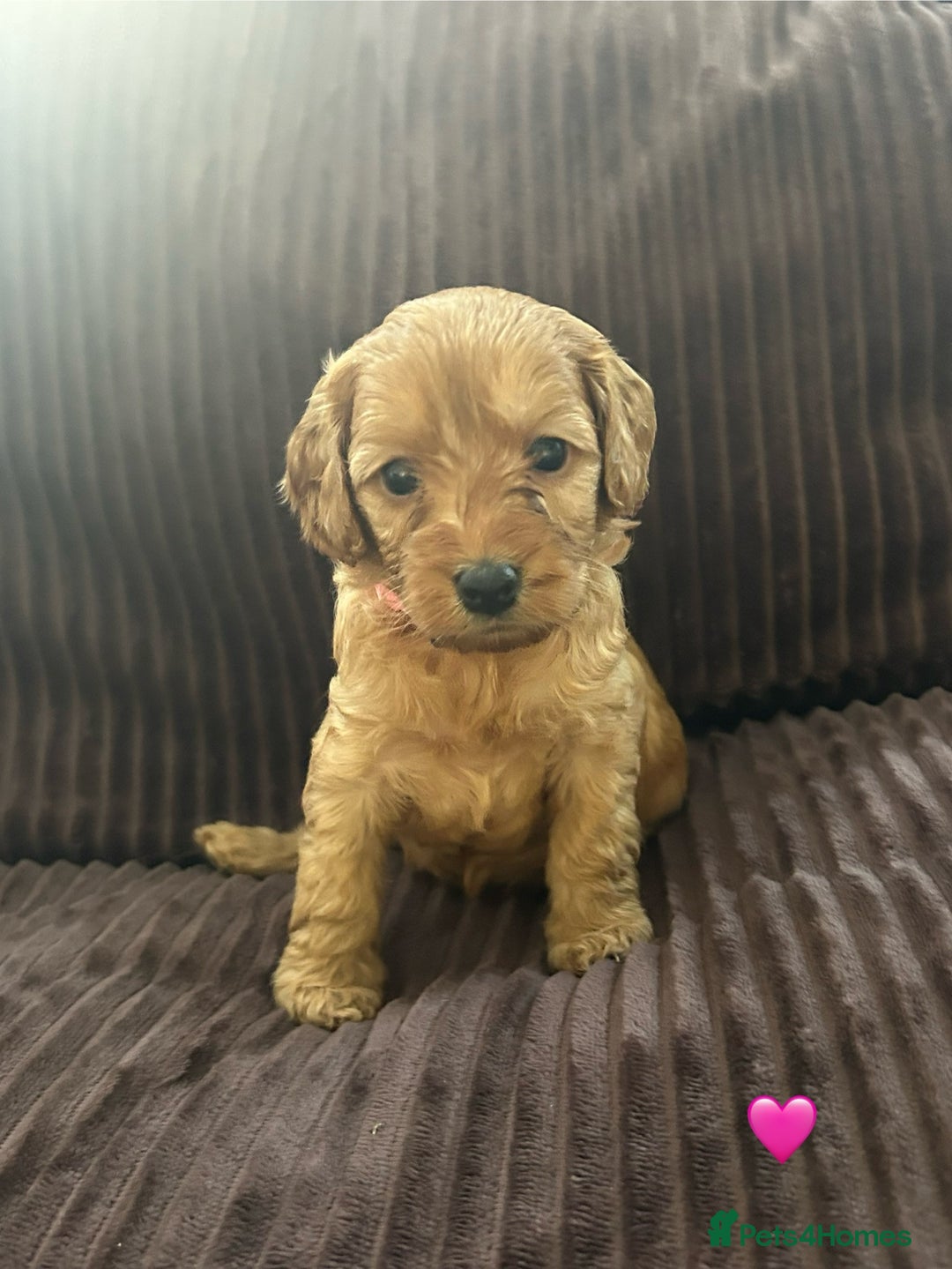 Cavapoo dogs for sale: Toy cavapoo  - Advert 14