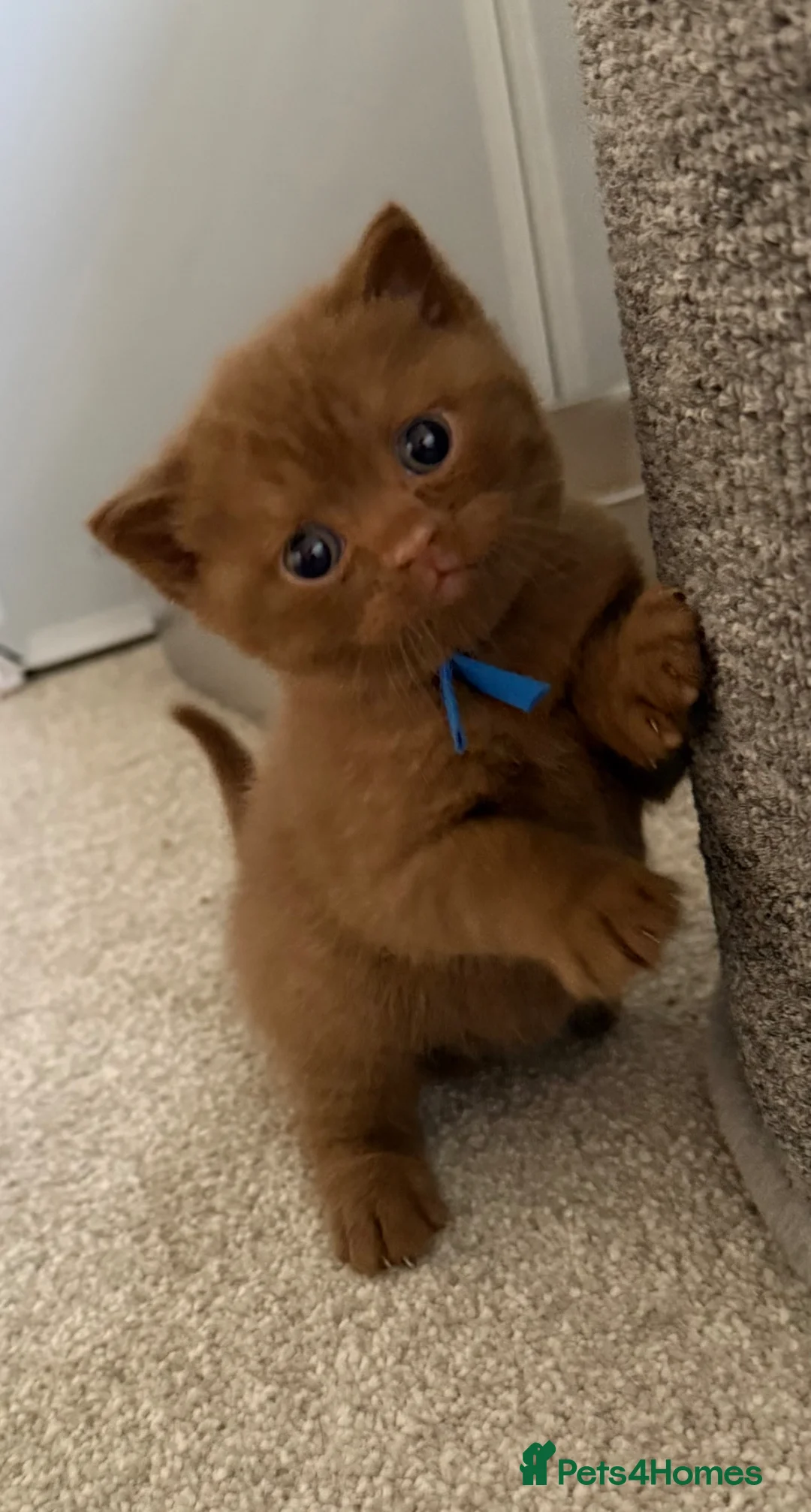 British Shorthair cats for sale: Cinnamon and Chocolate British Shorthair  - Advert 20