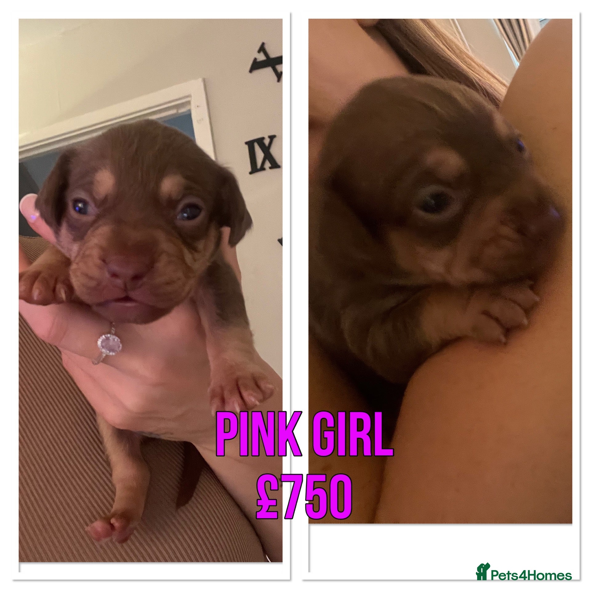Mixed Breed dogs 7 Beautiful Frenchie x dashund pups  - Advert 14