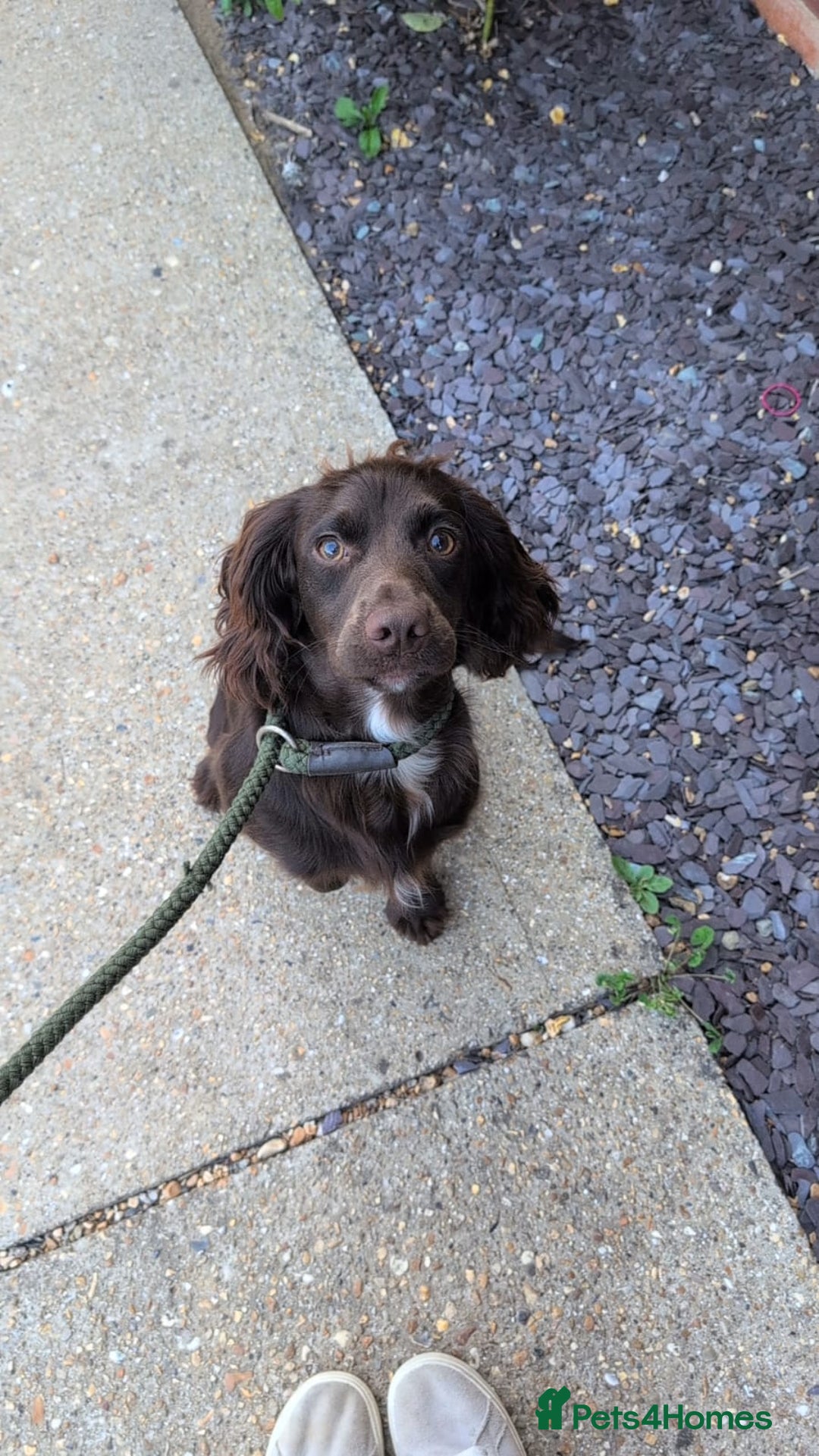 Cocker Spaniel dogs for sale: 5 beautiful cocker spaniel puppies - Advert 7
