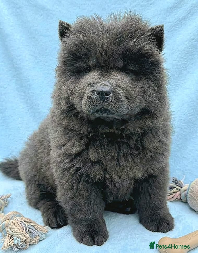 Chow Chow dogs RKC reg Chow chow puppies  - Advert 4