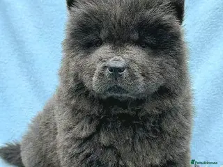 Chow Chow dogs RKC reg Chow chow puppies - Advert 4