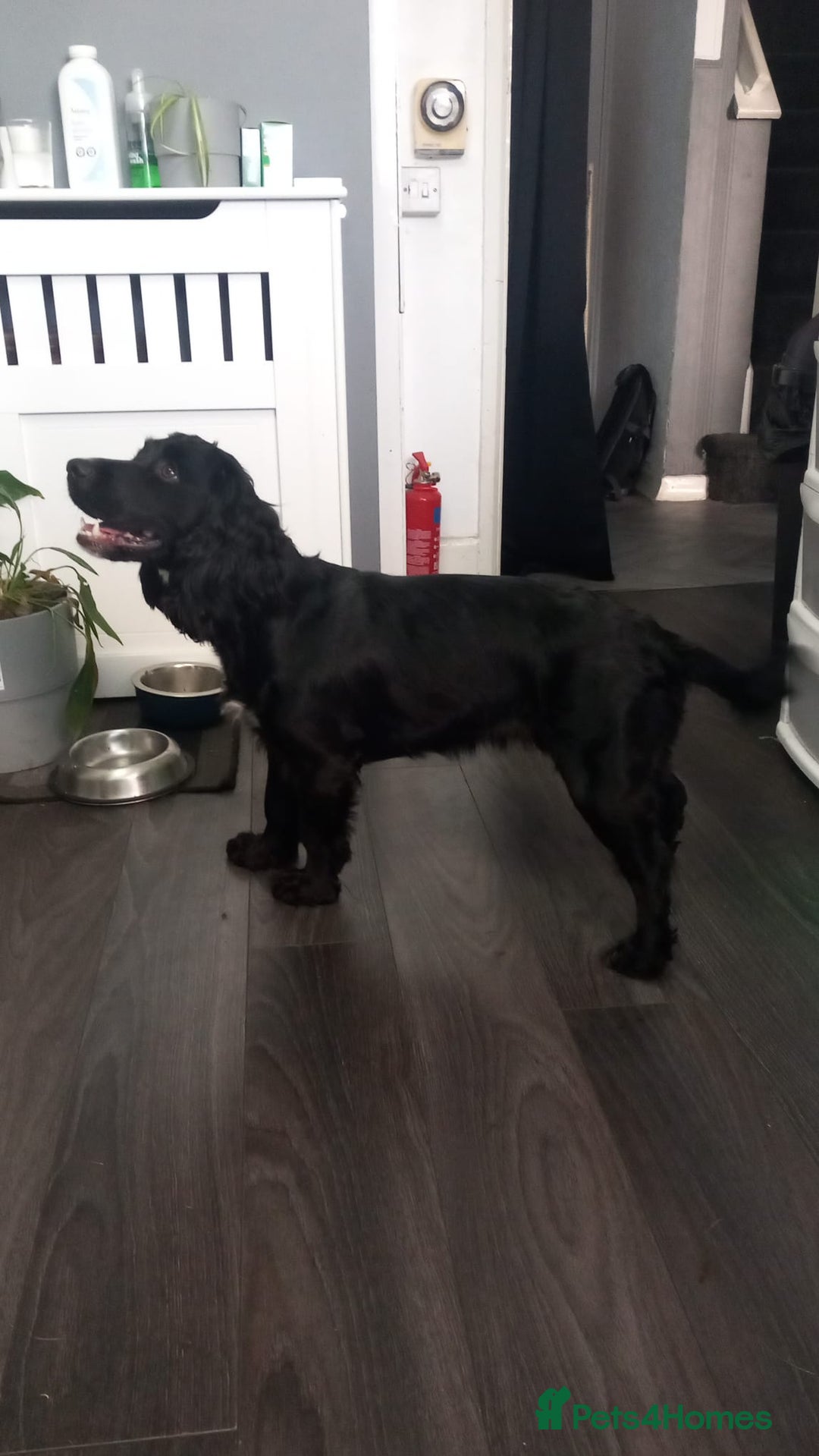 Cockapoo dogs for sale: F1 cockerpoo waiting list  - Image 6