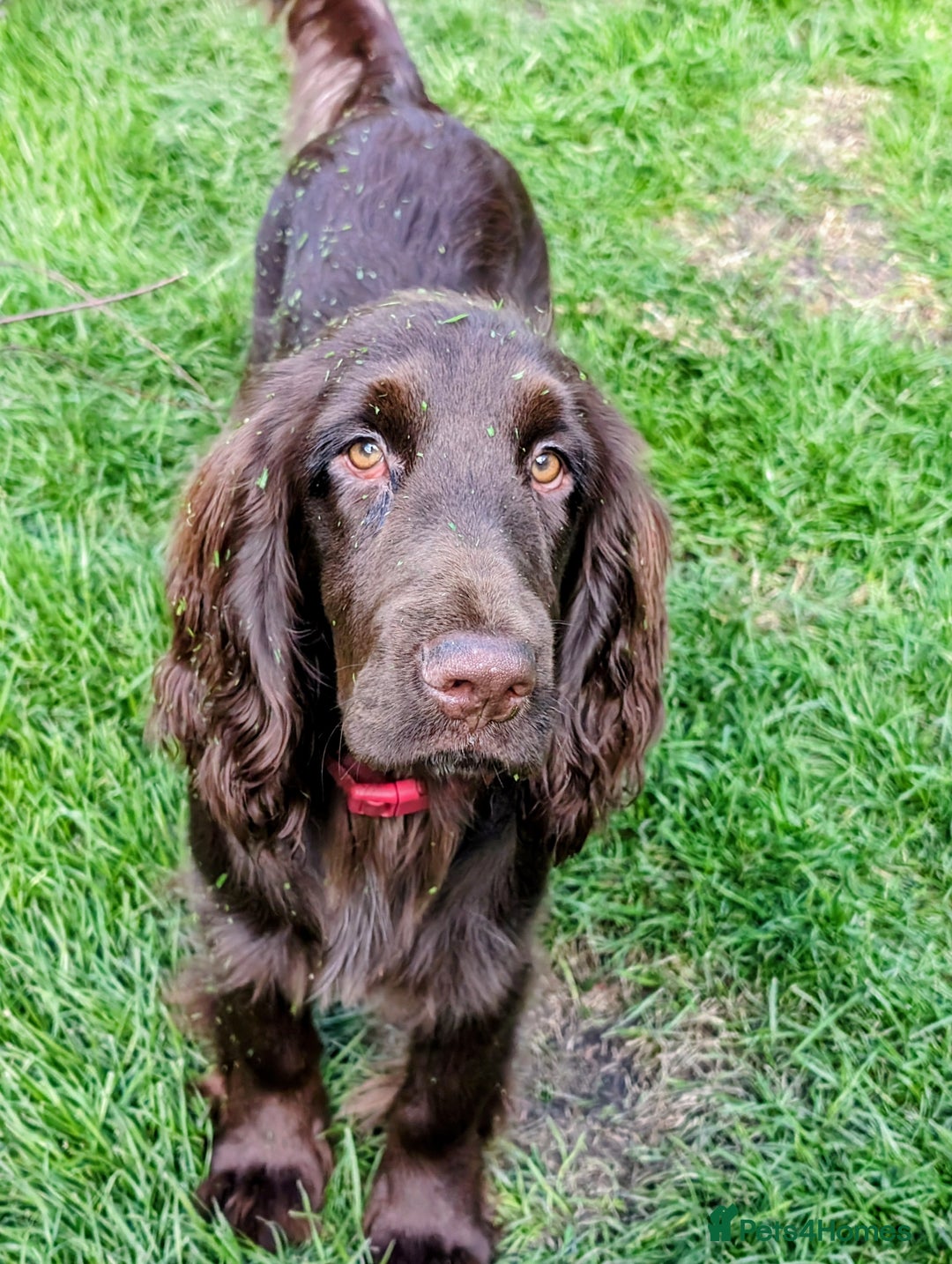 Field Spaniel dogs for sale: Rare and vulnerable Field Spaniel puppies LAST FEW - Image 11