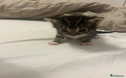 Mixed Breed cats for sale: Beautiful fluffy kittens - Image 10