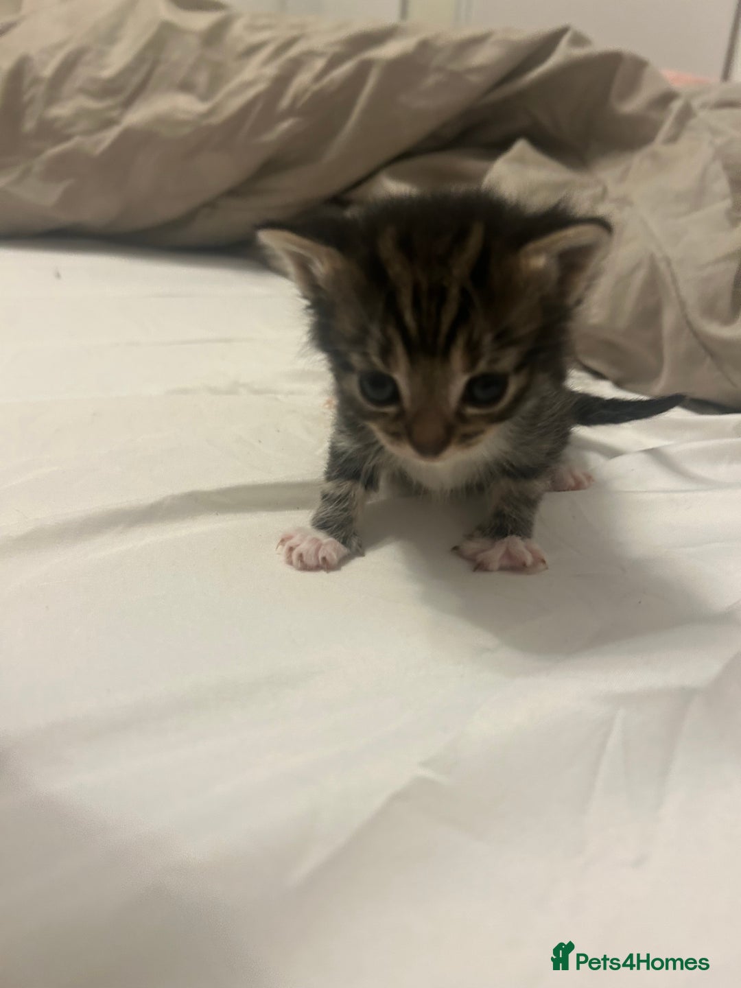 Mixed Breed cats for sale: Beautiful fluffy kittens - Image 10