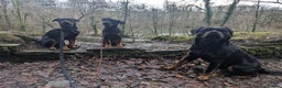 Rottweiler dogs for stud: KC Proven 5* stud in Coventry - Advert 6