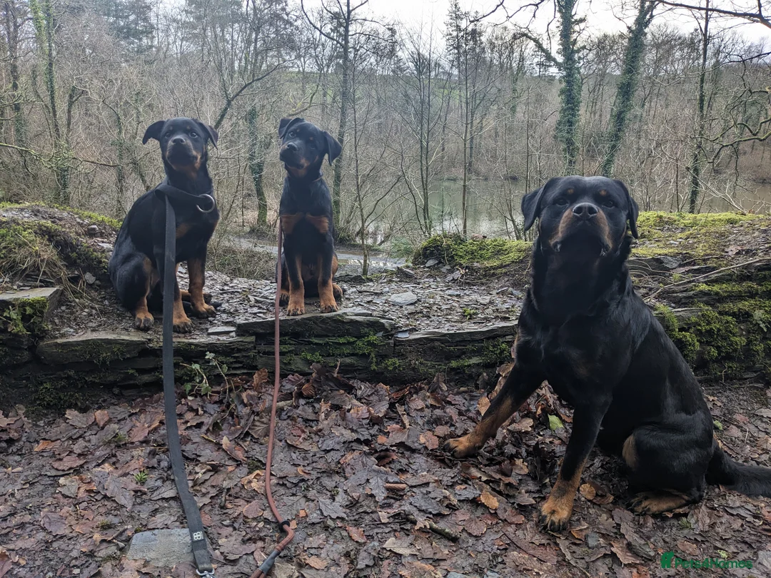 Rottweiler dogs for stud: KC Proven 5* stud in Coventry - Advert 6