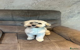 Havanese dogs for stud: Our⭐️Teddy⭐️ is available for stud. - Image 2