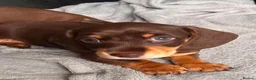 Dachshund dogs for sale: Dachshund Puppies!  - Advert 7