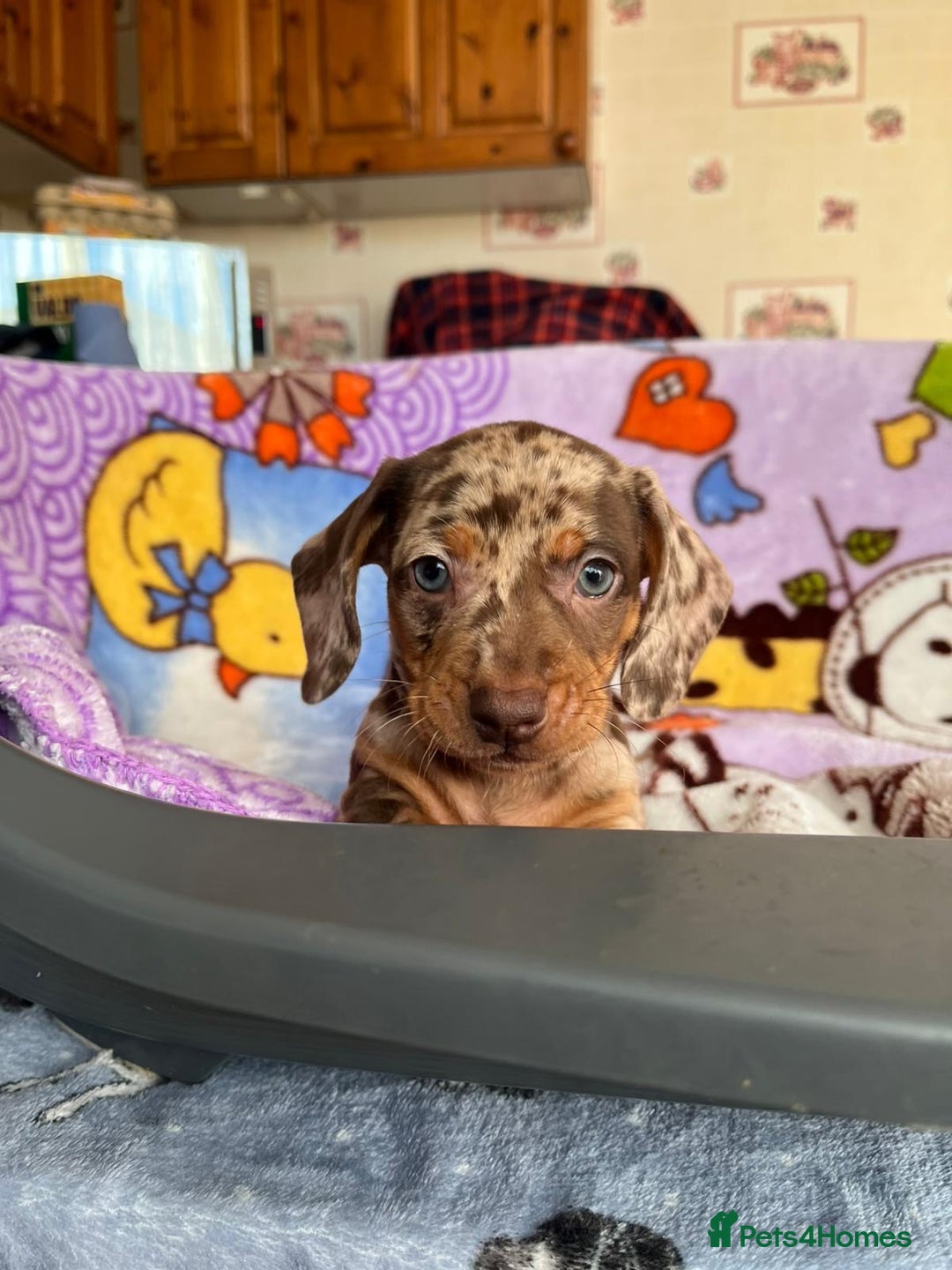 Dachshund dogs for sale: Just one girl left. Ready for her new homes - Advert 29