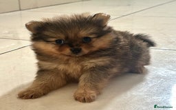Pomeranian dogs for sale: Pomeranian female puppy  - Image 5