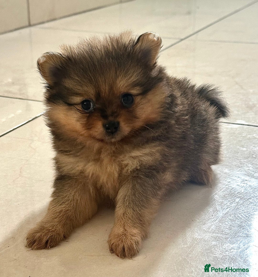 Pomeranian dogs for sale: Pomeranian female puppy  - Image 5