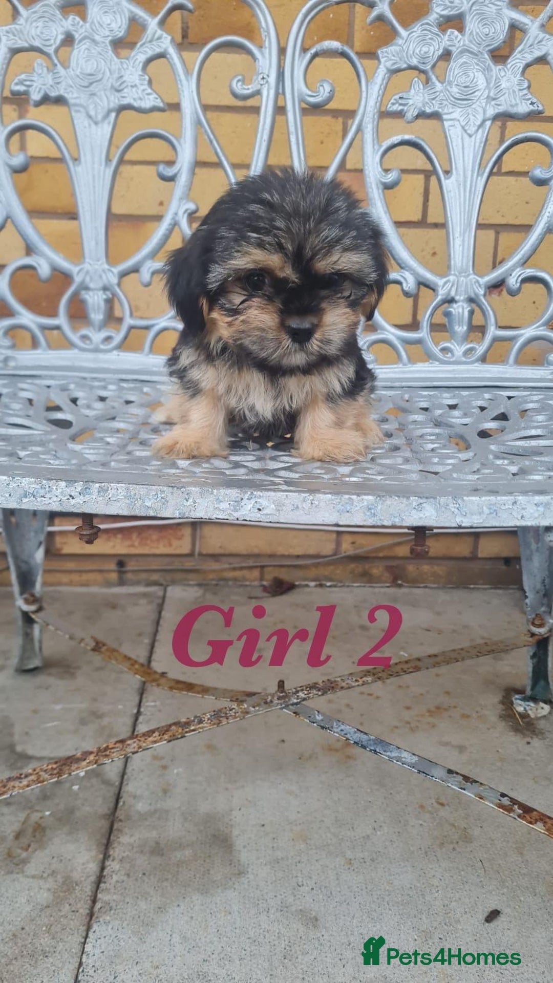 Shorkie dogs for sale: 4 beautiful shorkie pups fully vaccinated  - Image 6