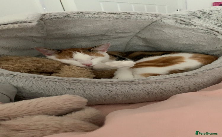 Mixed Breed cats - Advert 8