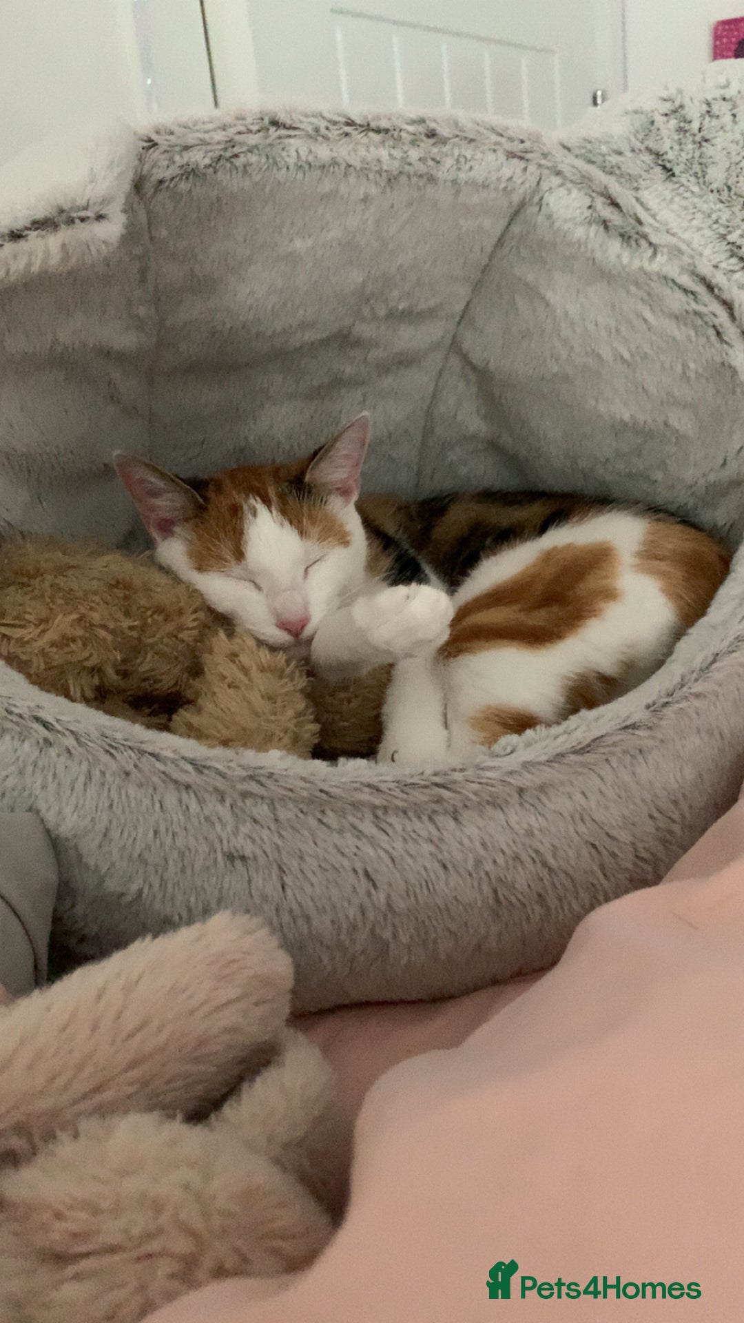 Mixed Breed cats for sale: Loving Cat with Accessories - Image 1