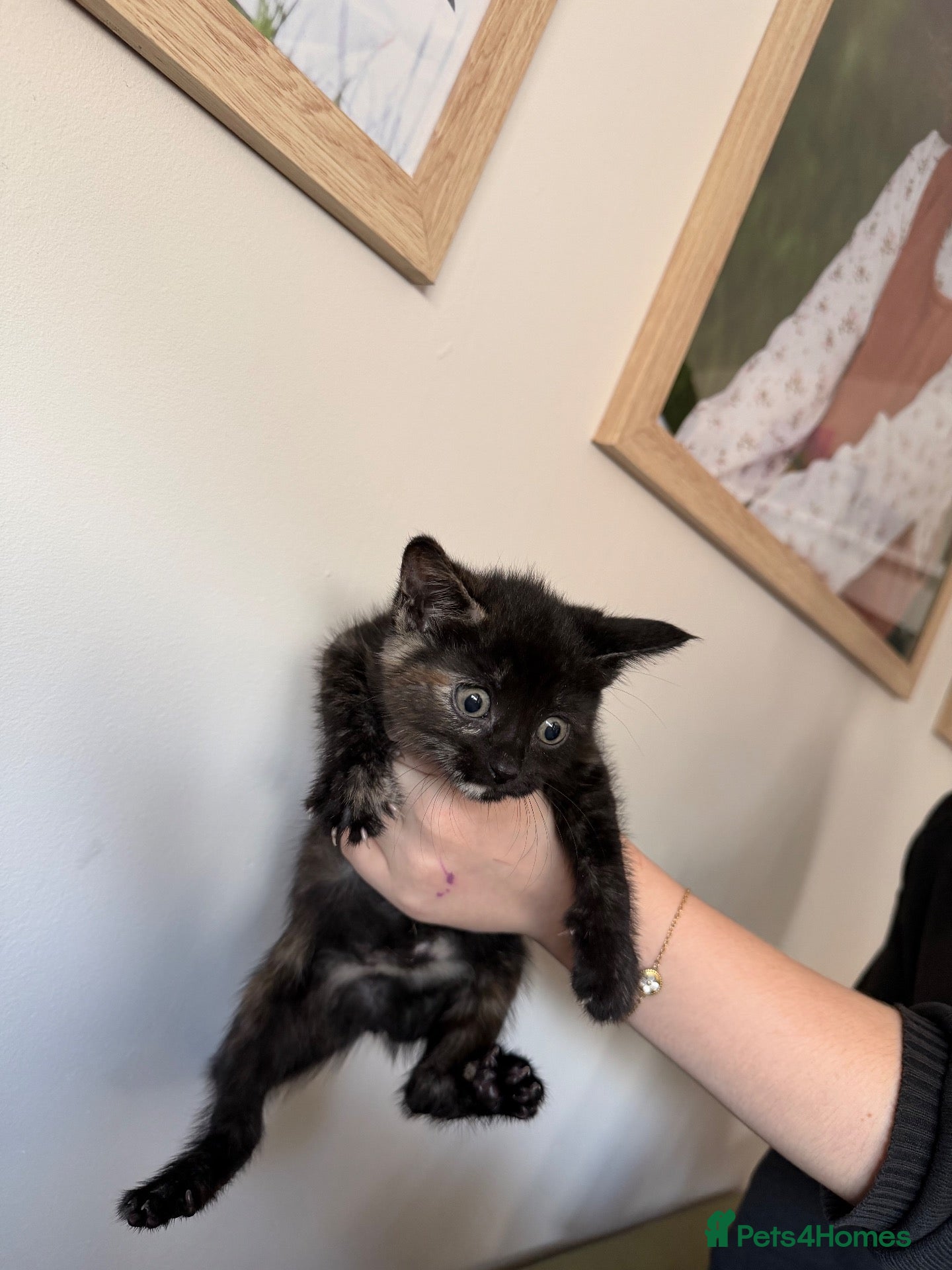 Mixed Breed cats Beautiful Maine Coon x Rex kittens - Advert 2