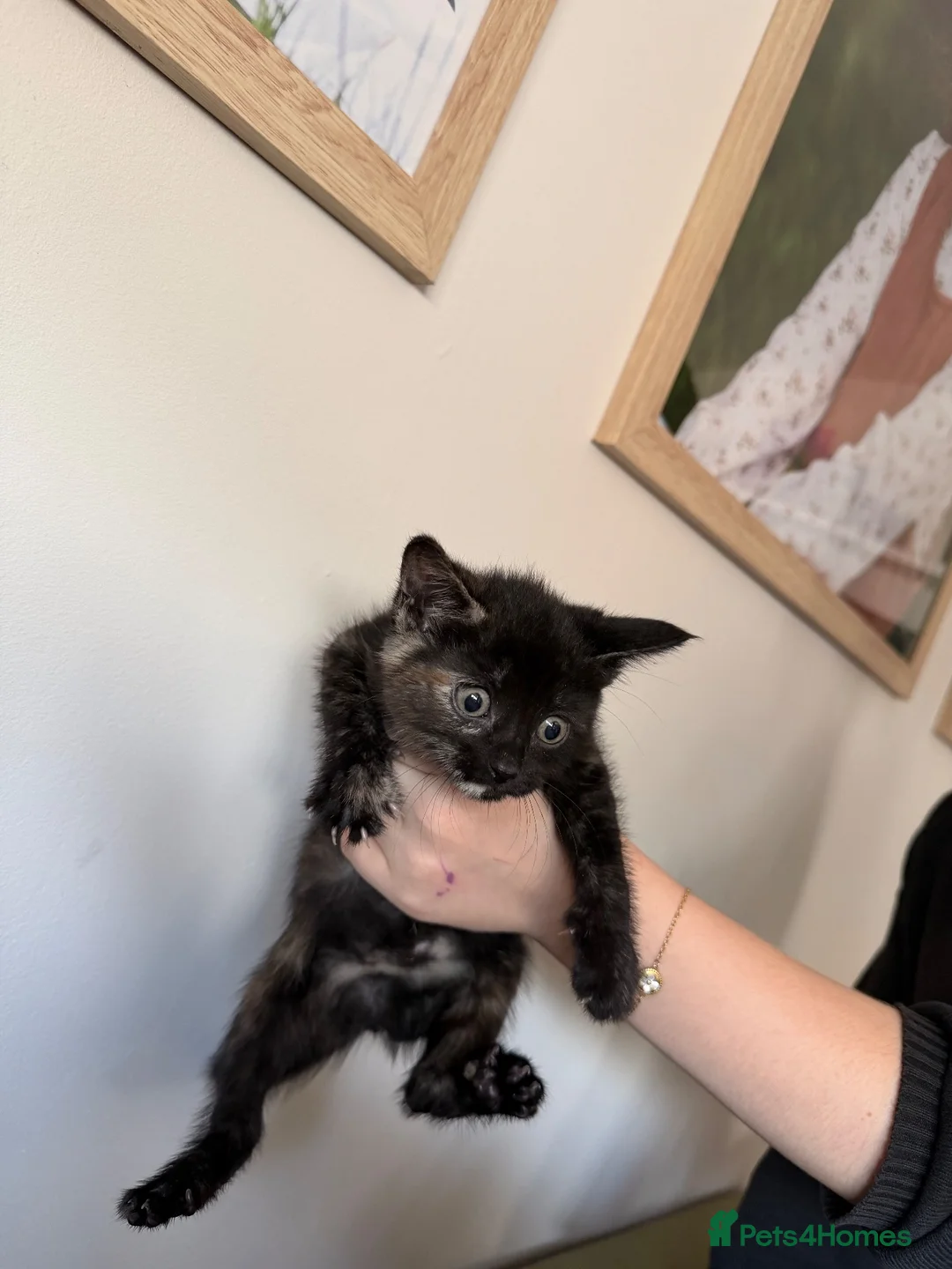 Mixed Breed cats for sale: Beautiful Maine Coon x Rex kittens - Advert 2