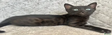 Bengal 7