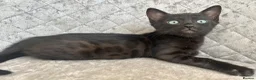 Bengal cats for sale: Female Blue & Black Smoke TICA Bengal kittens  - Advert 31