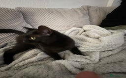 British Shorthair cats for sale: Having to downsize on cats - Image 7