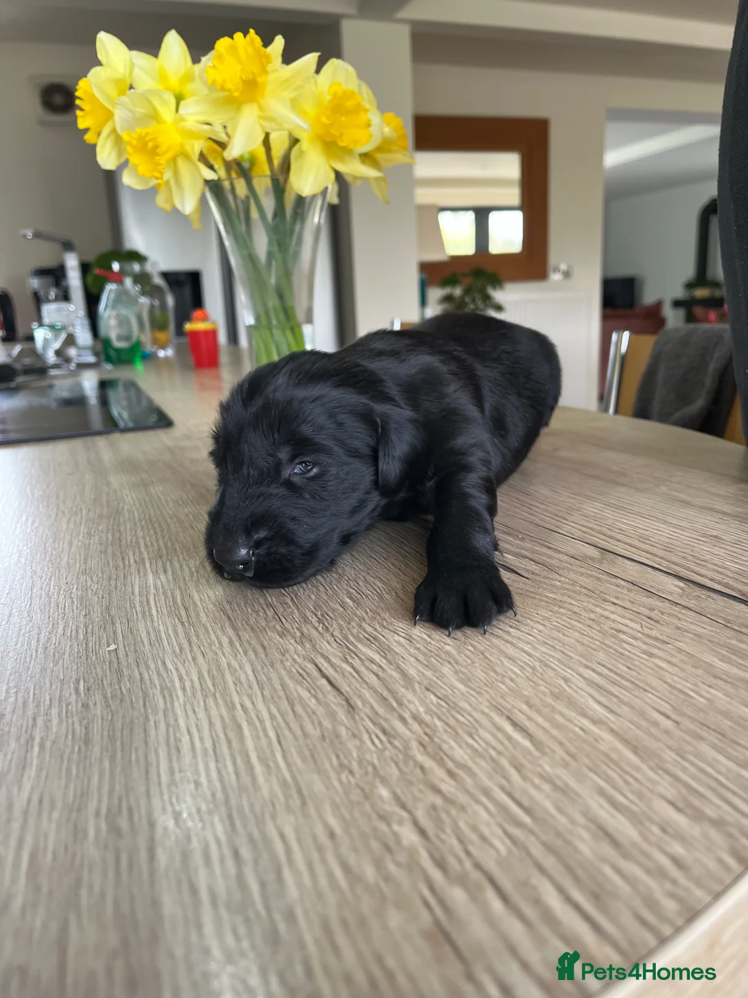 Flat coated Retriever dogs for sale: Gorgeous flat coat retriever puppies. - Advert 2