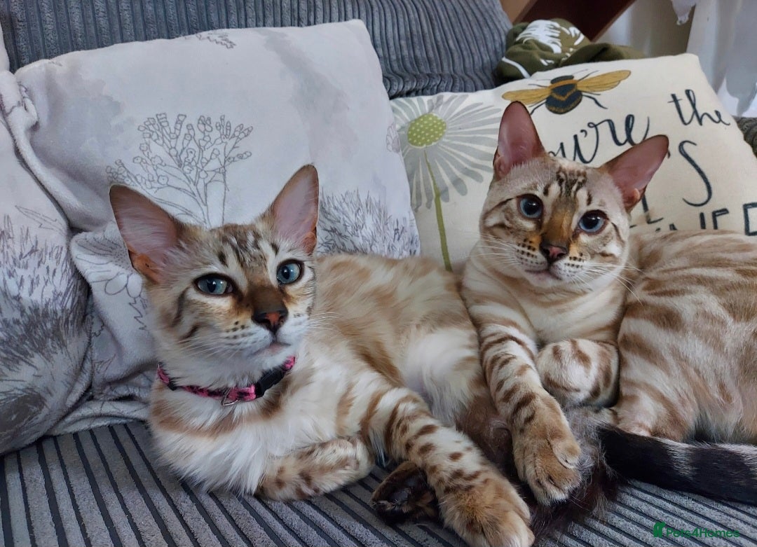 Bengal cats for sale: Pedigree Snow Bengal Kittens  - Advert 9