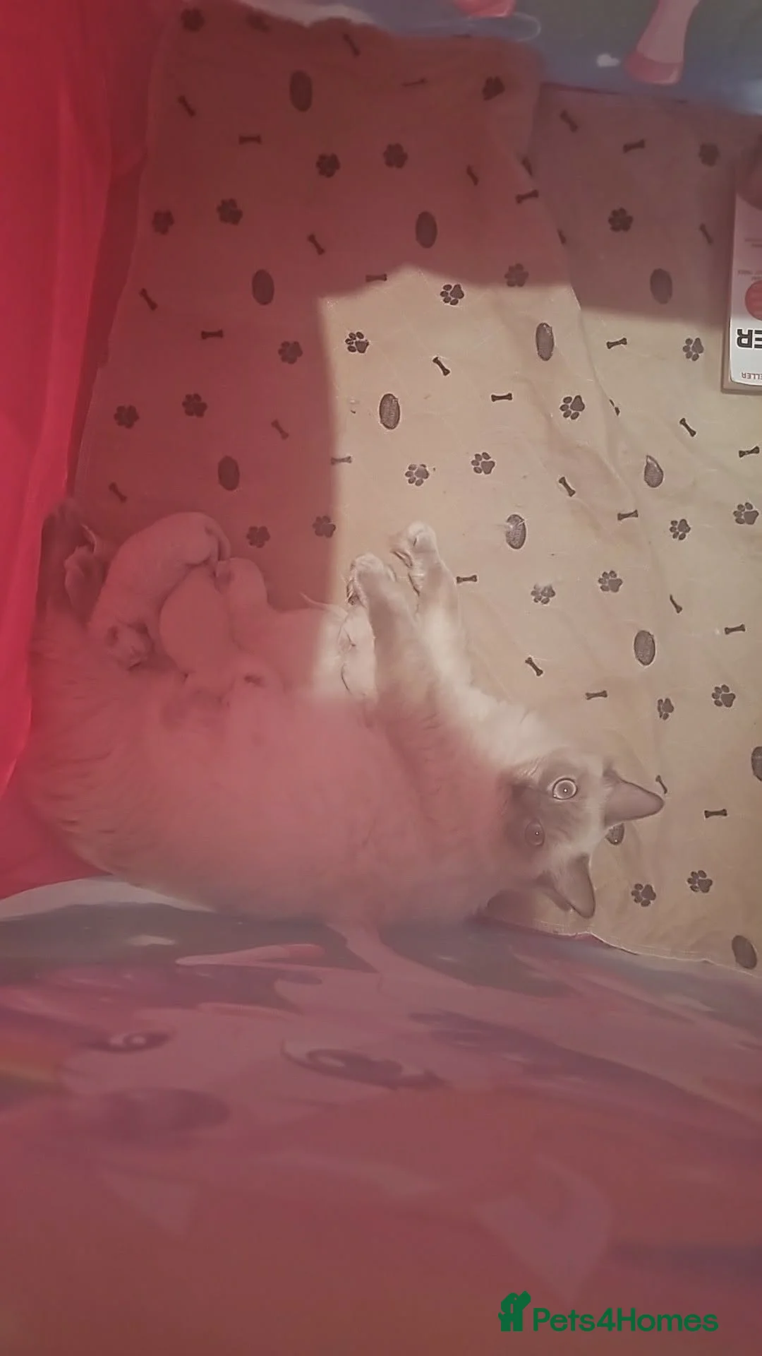 Ragdoll cats for sale: Ragdoll kittens ready 2nd may - Advert 23