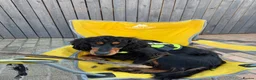 Cocker Spaniel dogs for sale: Cocker Spaniel   - Advert 4