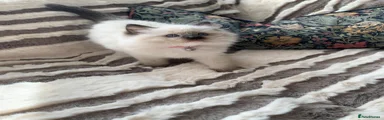 Ragdoll 6