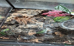 Tarantulas invertebrates for sale: Female Chile Rose 🌹  - Image 4