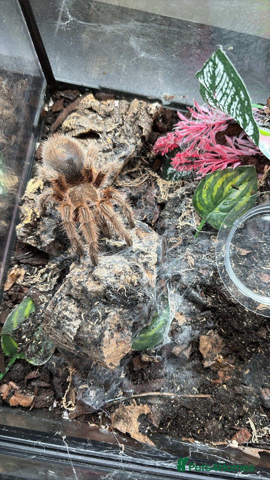 Tarantulas invertebrates for sale: Female Chile Rose 🌹  - Image 4