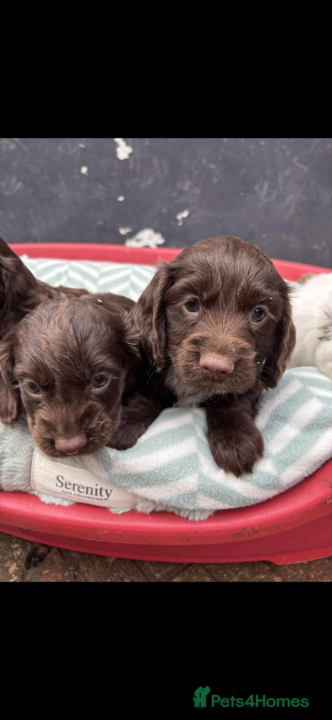 Sprocker dogs for sale: Beautiful Sprocker puppies for sale  - Image 3