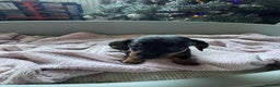 Miniature Dachshund dogs for sale: My family dogs have had a litter of 5  - Advert 30