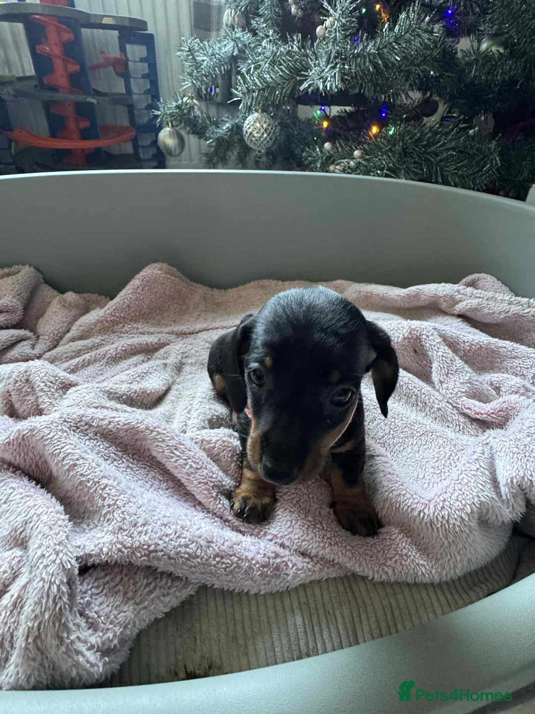 Miniature Dachshund dogs for sale: My family dogs have had a litter of 5  - Advert 30