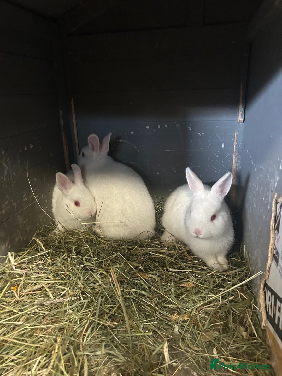 Netherland Dwarf rabbits for sale: Rabbits for sale  - Image 2