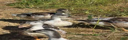 Ducks poultry for sale: Miniature Silver Appleyard drakes - Advert 6