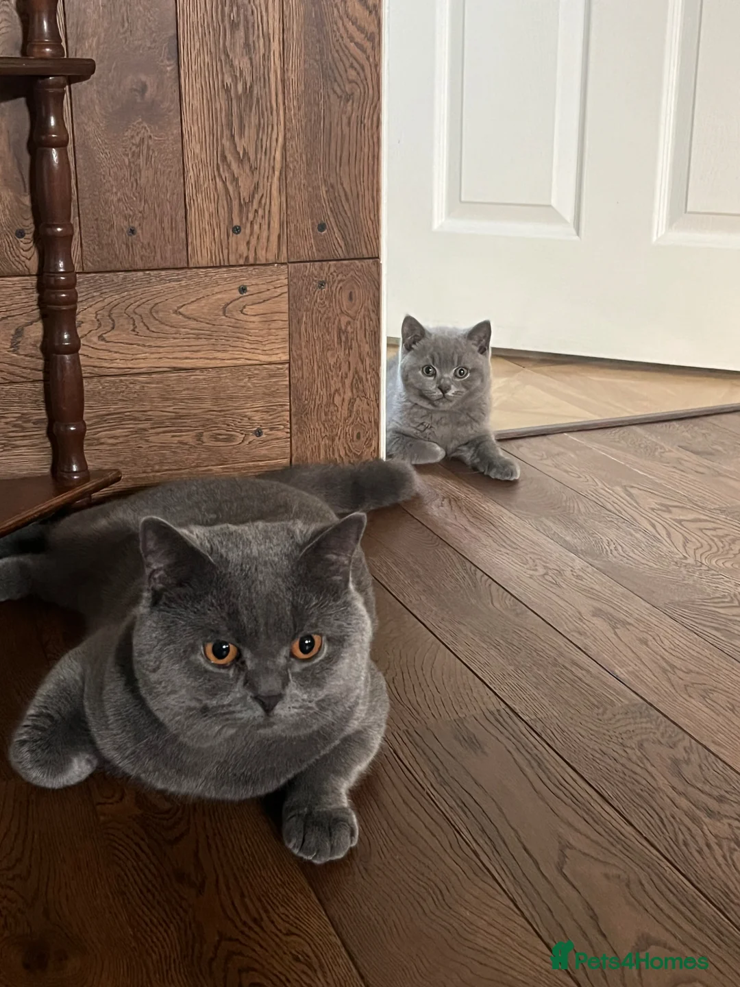British Shorthair cats for sale: ✨Beautiful Chunky British Shorthair Kittens in Fareham - Advert 2