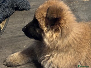 German Shepherd dogs German shepherds READY NOW - Advert 8