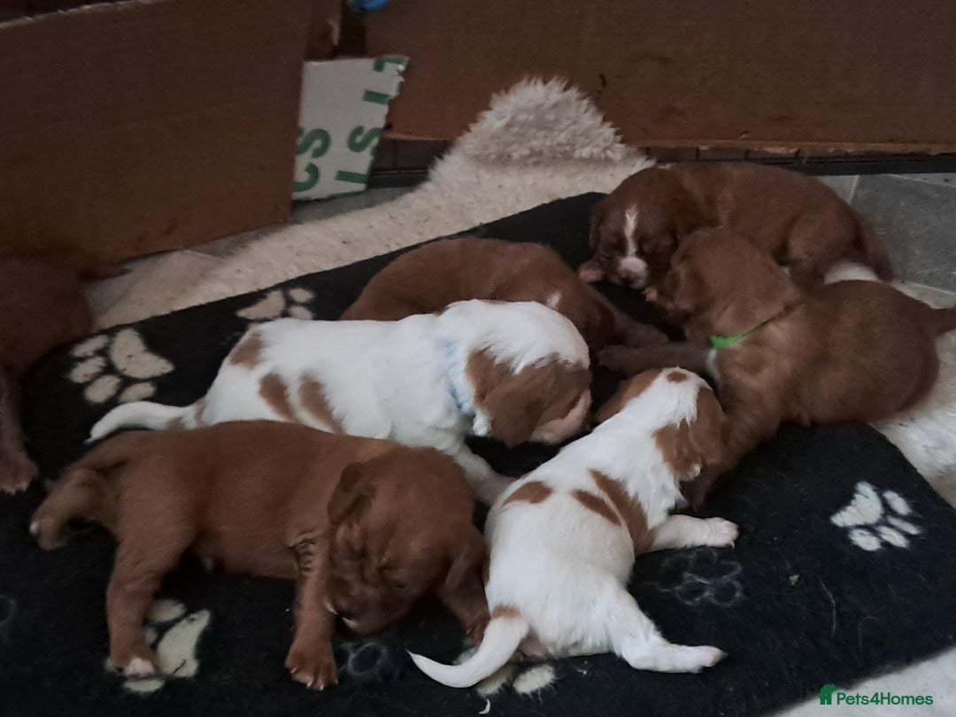 Cockalier dogs for sale: Cockerliers  health tested parents  - Image 8