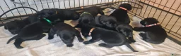 Labrador Retriever dogs for sale: Labrador Puppies  - Advert 1