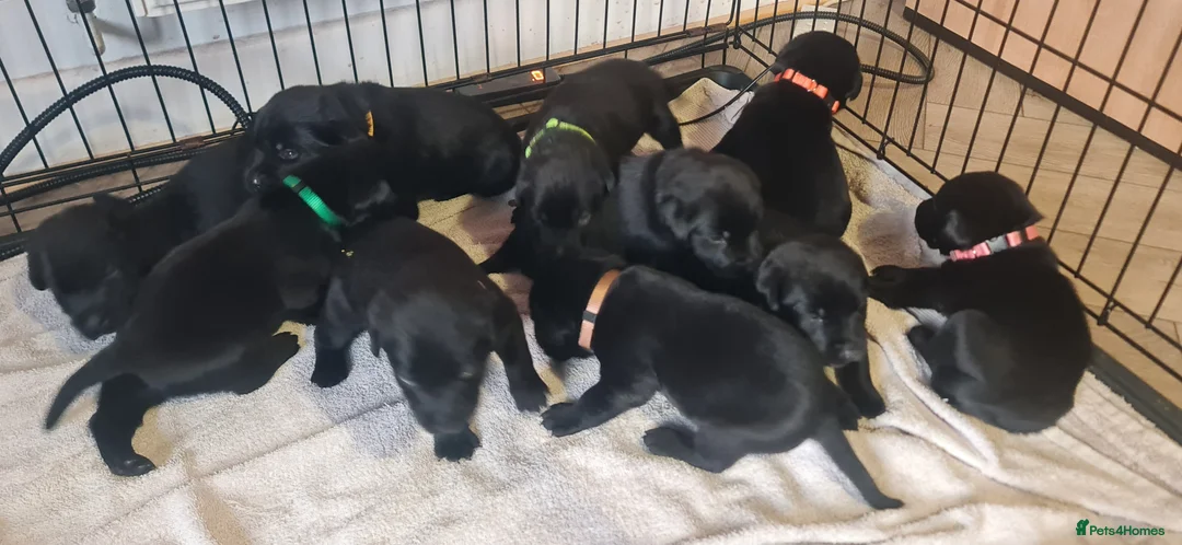 Labrador Retriever dogs for sale: Labrador Puppies  - Advert 1